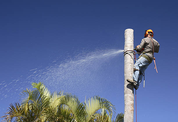 Best Leaf Removal  in Little Elm, TX