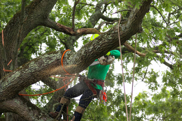 Best Lot and Land Clearing  in Little Elm, TX