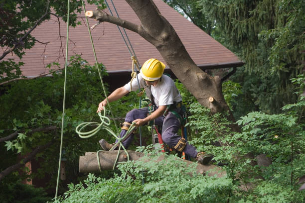 Best Tree Risk Assessment  in Little Elm, TX