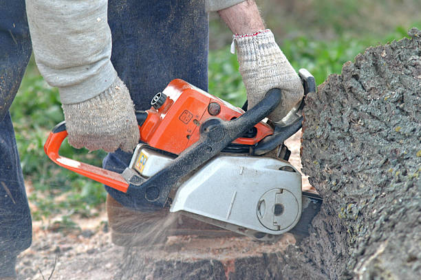 How Our Tree Care Process Works  in  Little Elm, TX