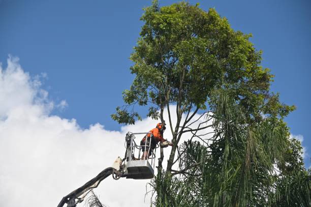 Best Palm Tree Trimming  in Little Elm, TX