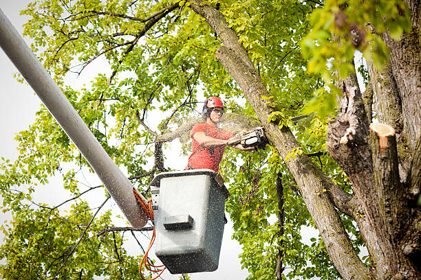 Best Tree Removal Service  in Little Elm, TX