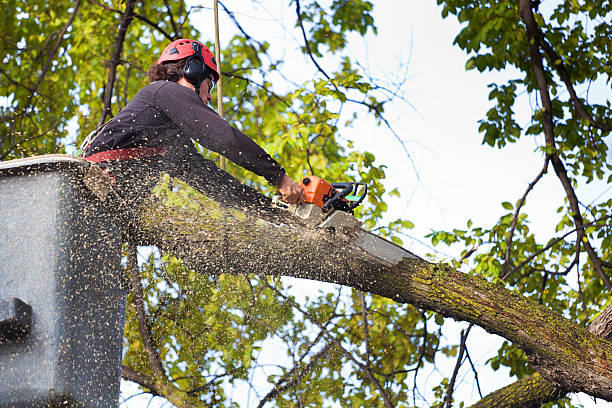 Best Tree Disease Treatment  in Little Elm, TX