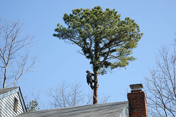 Best Root Management and Removal  in Little Elm, TX