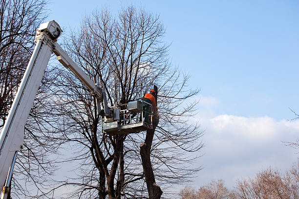 Tree and Shrub Care in Little Elm, TX